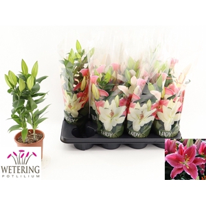 LIL OR SUN MARTINIQU