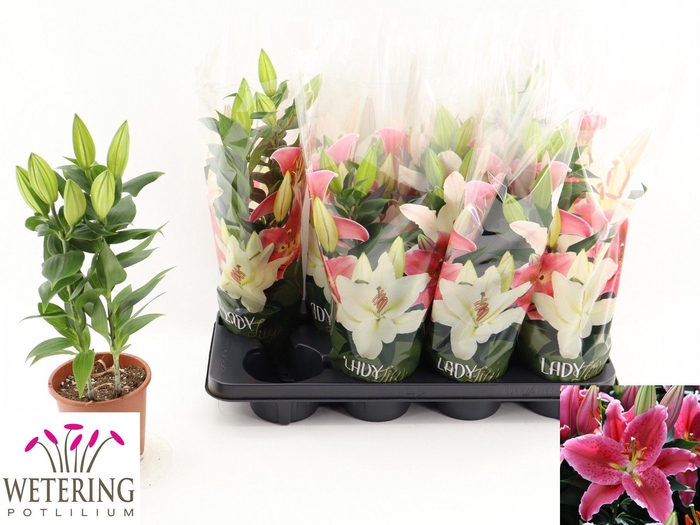 <h4>LIL OR SUN MARTINIQU</h4>