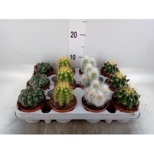 Cactus   ...mix