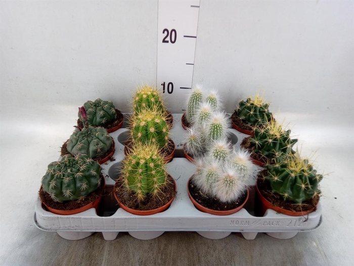 <h4>Cactus   ...mix</h4>