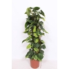 Philodendron Scandens Brasil zuil gaasrek