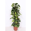 Philodendron Scandens Brasil zuil gaasrek