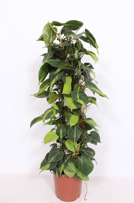 <h4>Philodendron Scandens Brasil zuil gaasrek</h4>