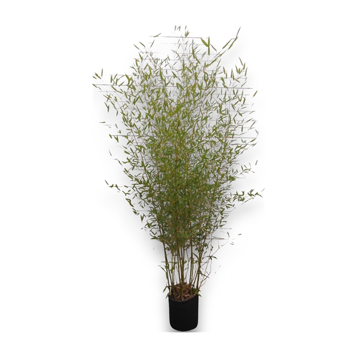 <h4>Phyllostachys aurea</h4>