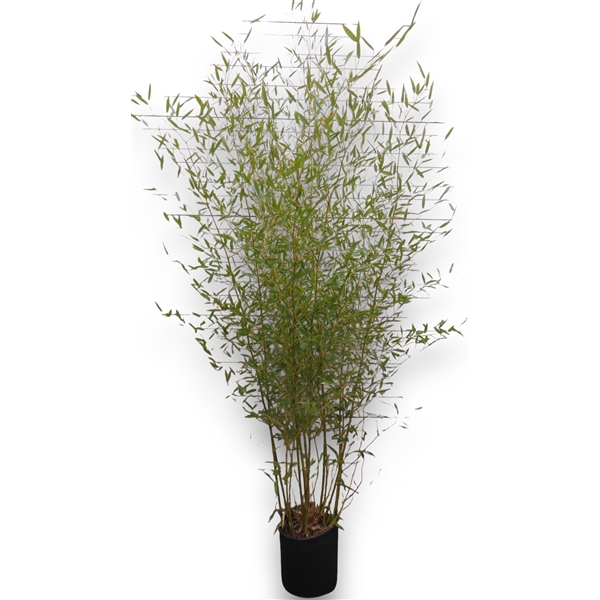 Phyllostachys aurea