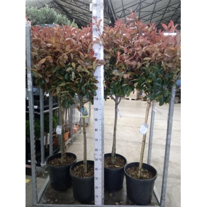 Photinia fraseri