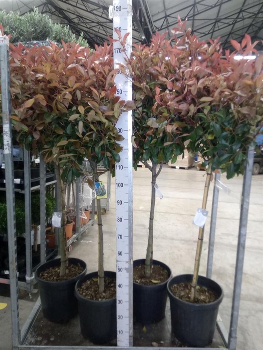 <h4>Photinia fraseri</h4>