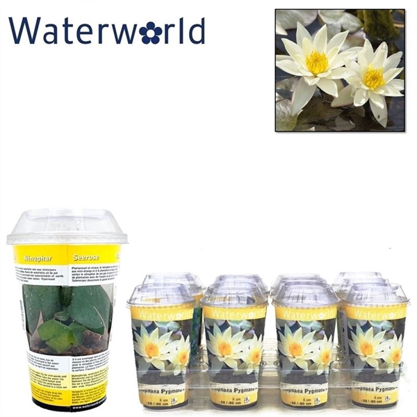 Nymphaea beker pygmaea alba wit