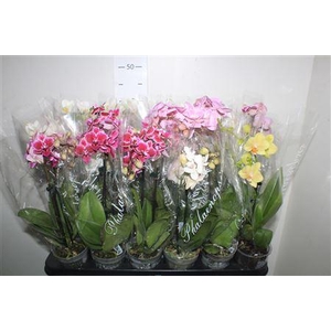 Phal Gem 4 Kl 2 Branches 14+