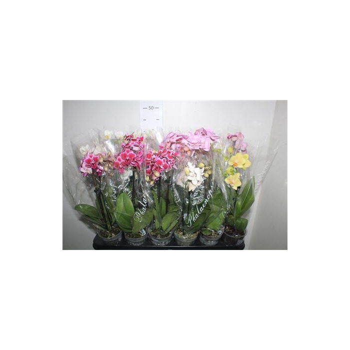 <h4>** Phal Gem 4 Kl 2 Branches 14+ * Winter Promo *</h4>