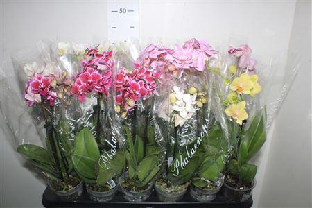 <h4>** Phal Gem 4 Kl 2 Branches 14+ * Winter Promo *</h4>
