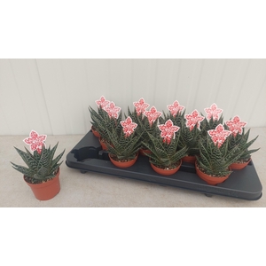ALOE TIKI TAHI