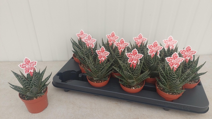 <h4>ALOE TIKI TAHI</h4>