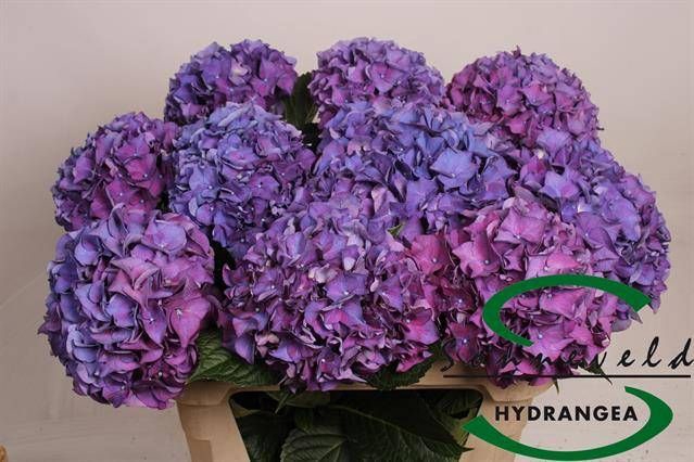 <h4>HYDR M CH RODEO PA</h4>