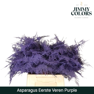 Asparagus 1ste Purple