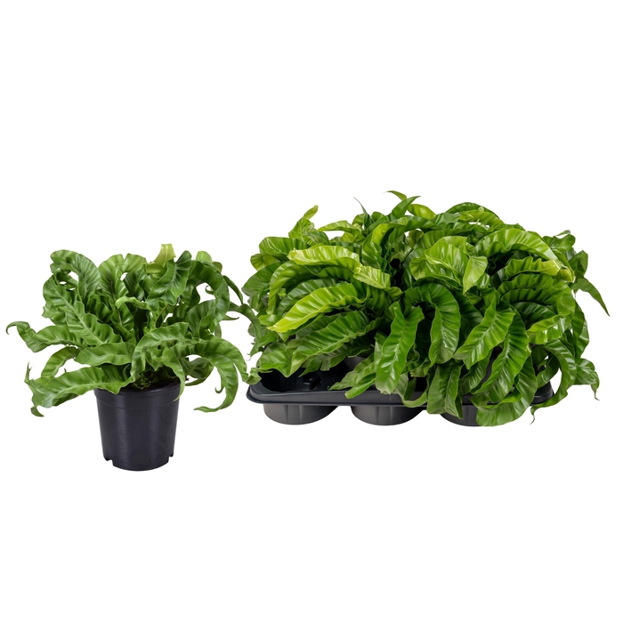 <h4>ASPLE ANT HURRICANE</h4>