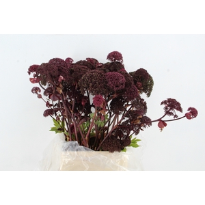 ANGELICA GIGAS 100CM