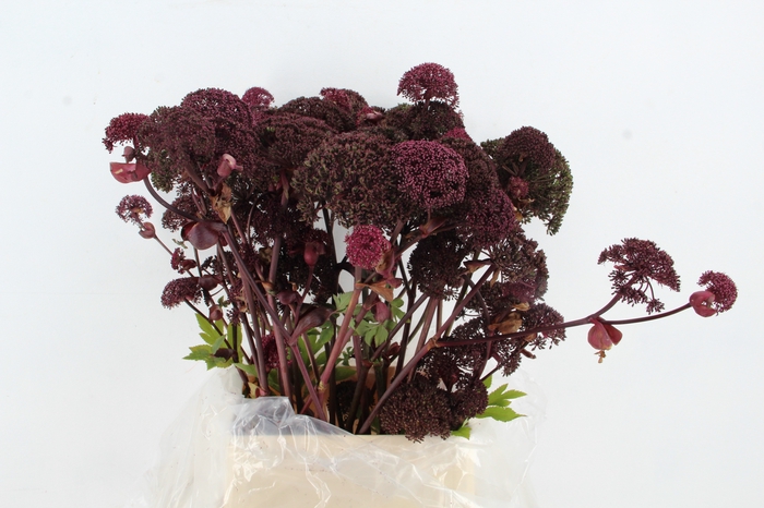 <h4>ANGELICA GIGAS 100CM</h4>