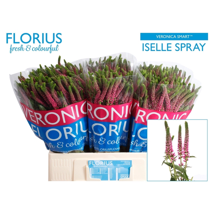 <h4>Veron Smart Iselle</h4>
