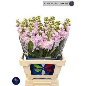 Matth Iron Cherry Bl (it.)