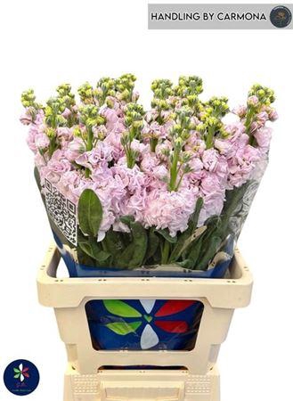 <h4>Matth Iron Cherry Bl (it.)</h4>