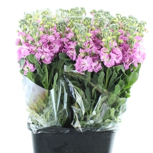 Matth Incana Iron Pink