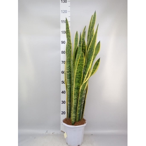 Sansevieria trifa. 'Laurentii'
