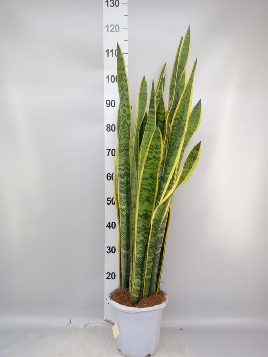 <h4>Sansevieria trifa. 'Laurentii'</h4>