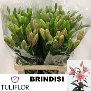 LI LA BRINDISI