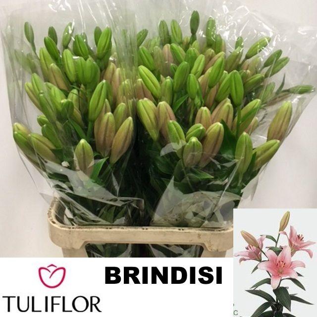 <h4>LI LA BRINDISI</h4>