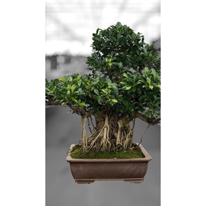 Ficus retusa, pot 50cm. Height 100cm.( single item)