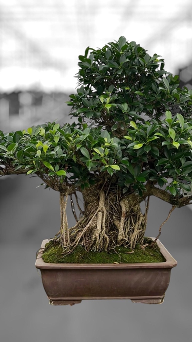 <h4>Ficus retusa, pot 50cm. Height 100cm.( single item)</h4>