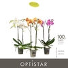 Phalaenopsis gemengd 6 kleuren