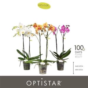 Phalaenopsis gemengd 6 kleuren