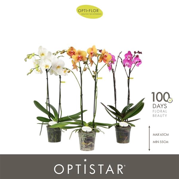 <h4>Phalaenopsis gemengd 6 kleuren</h4>