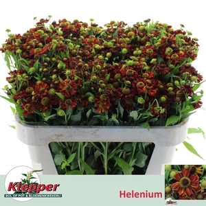 HELEN MOERHEIM BEAUT