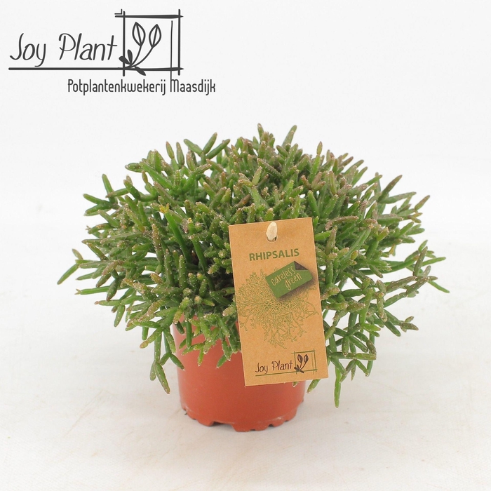 <h4>Rhipsalis burchellii</h4>