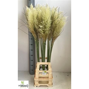 Cortaderia Ov 130 Cm