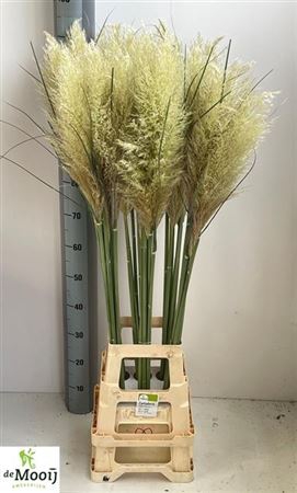 <h4>Cortaderia Ov 130 Cm</h4>