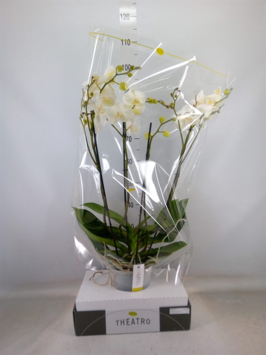 <h4>Phalaenopsis   ...white</h4>
