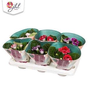 Sinningia Brocade Gemengd