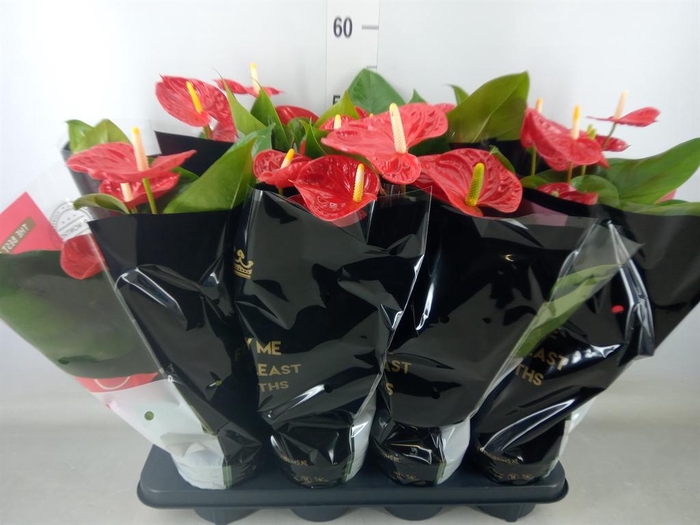 <h4>Anthurium andr. 'Madural'</h4>