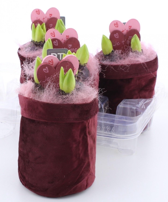 <h4>ARR HYACINTH</h4>