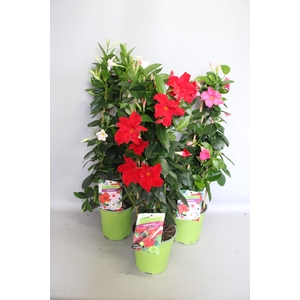Pyramide 19cm Sundaville diverse kleuren