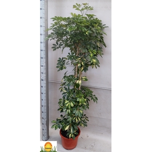 SCHEF AR GOLD CAPELL