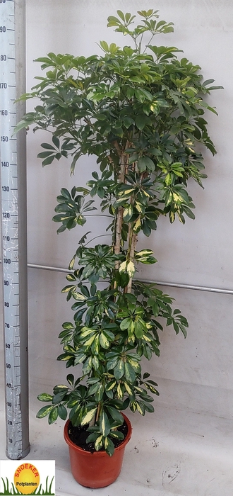 <h4>SCHEF AR GOLD CAPELL</h4>