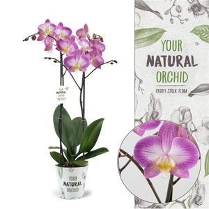 Your Natural Orchid | Sunca Split | Phalaenopsis 2 spike