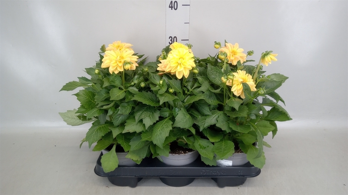 <h4>Dahlia   ...</h4>