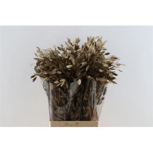 Dried Chasmantium Metallic Bronze Stem