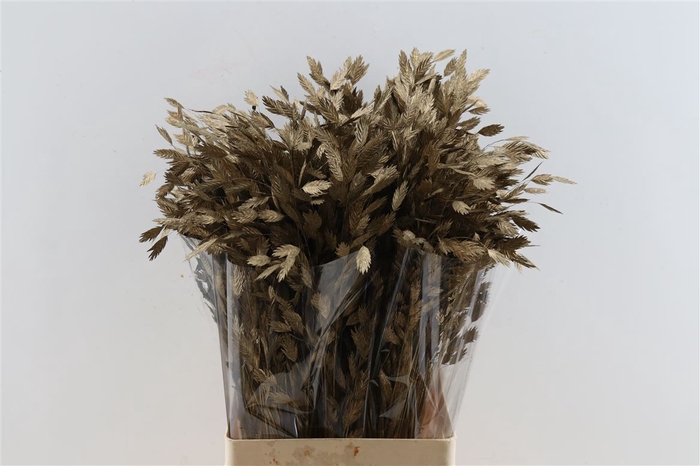 <h4>Dried Chasmantium Metallic Bronze Stem</h4>